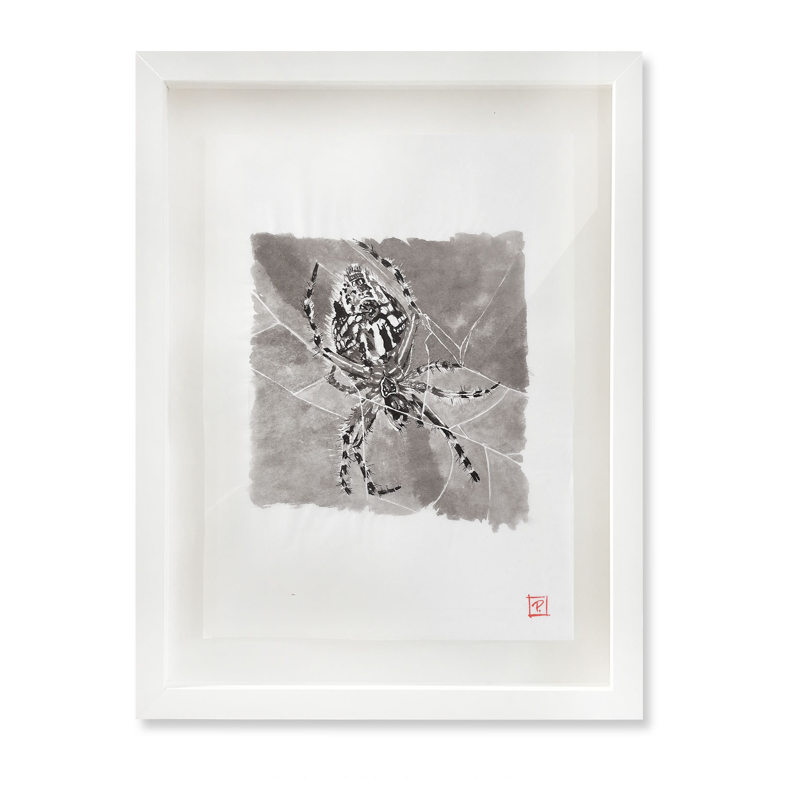 Araneus_Diadematus