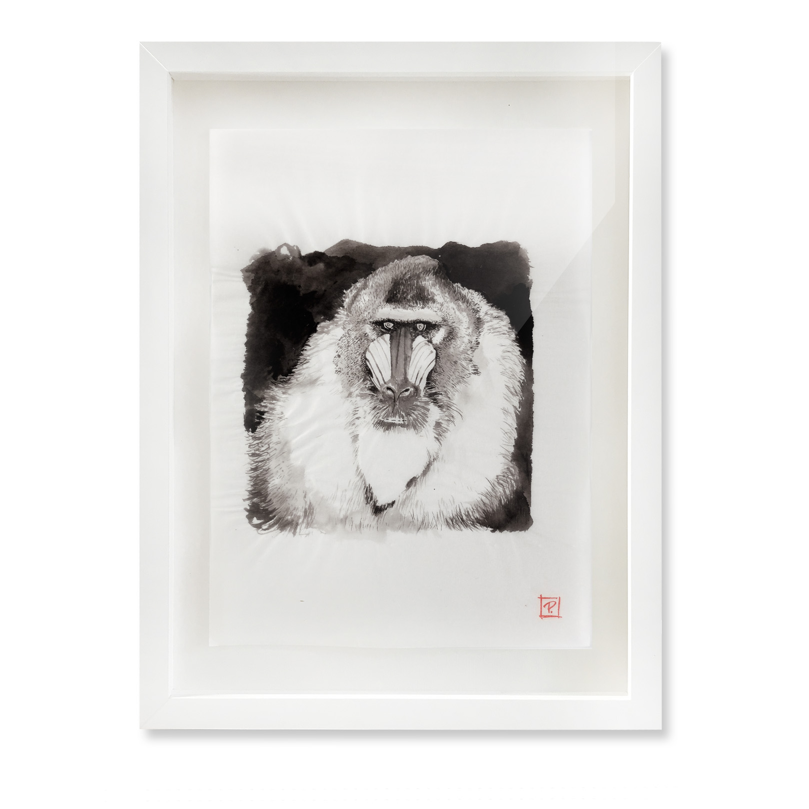 Mandrillus_Sphinx