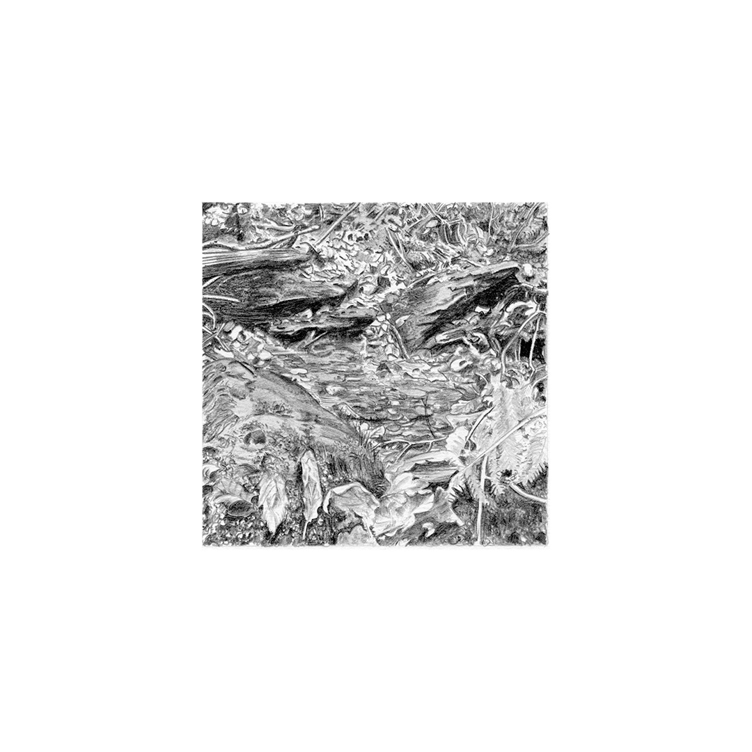 Eau et forêt
